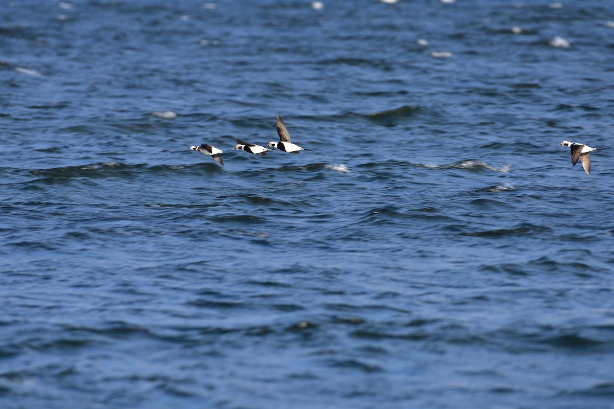 Long-tailed Duck - ML646149258