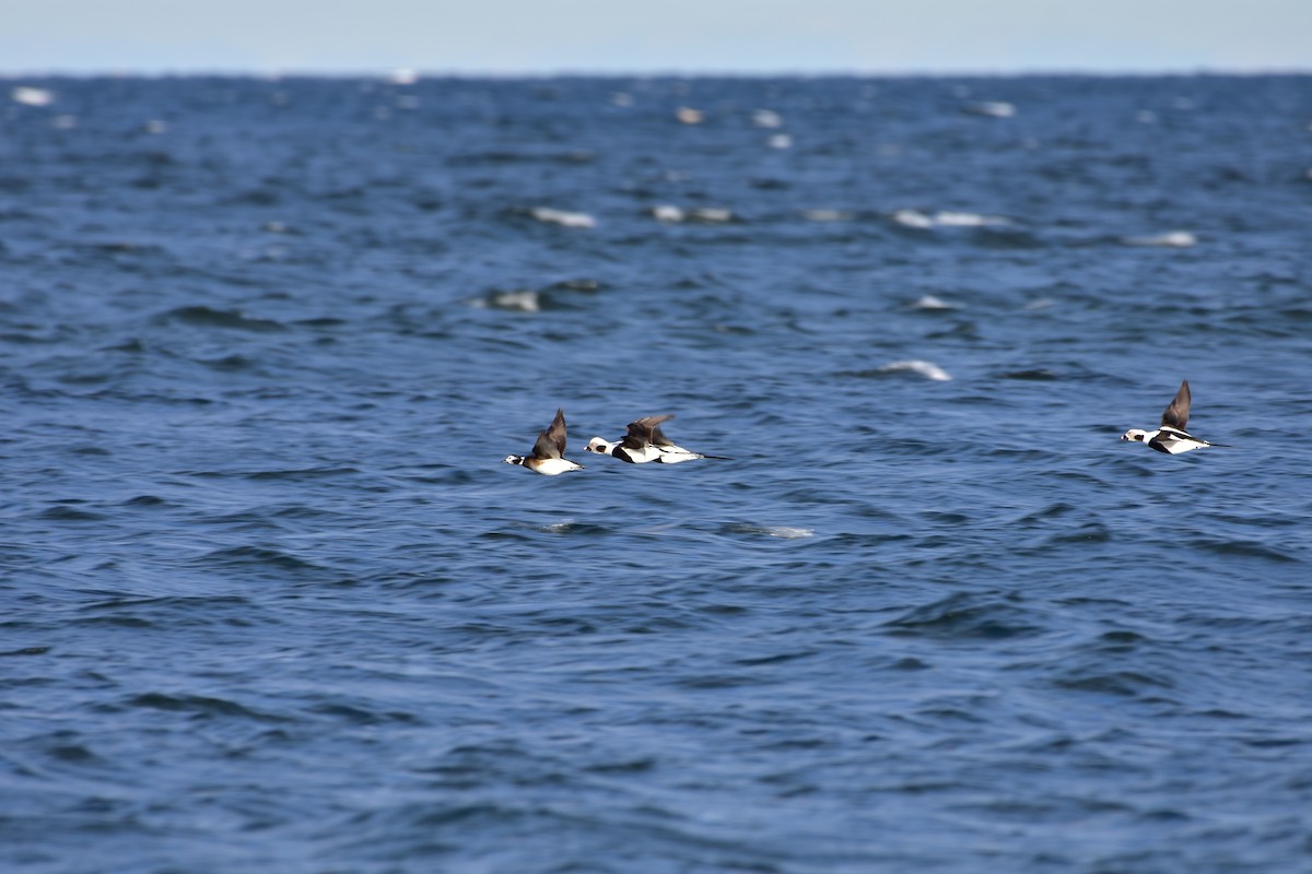 Long-tailed Duck - ML646149259
