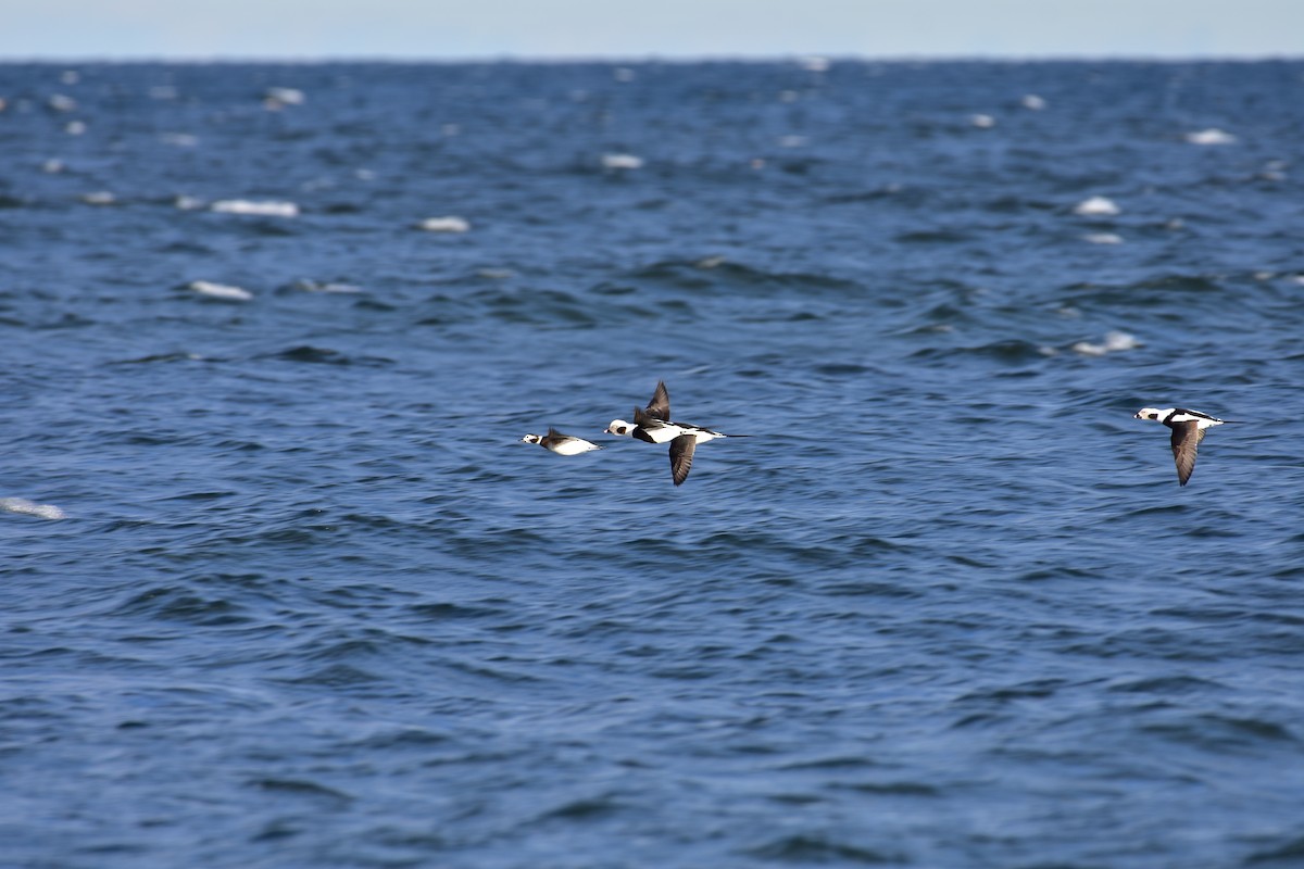 Long-tailed Duck - ML646149260