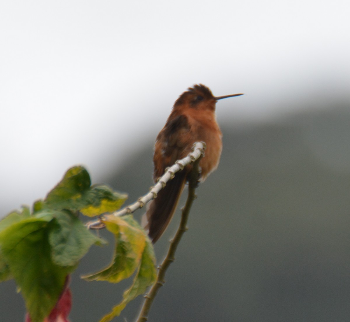 Shining Sunbeam - ML646149265