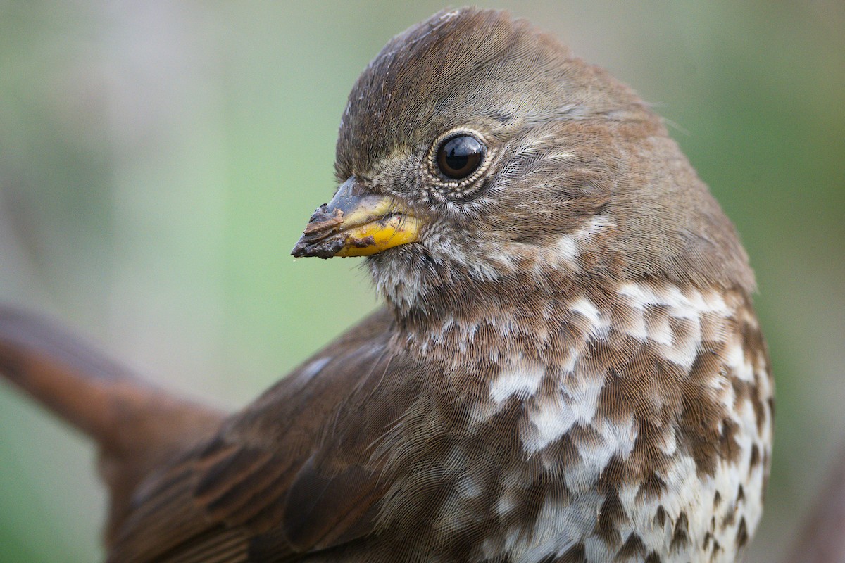 Fox Sparrow - ML646149266