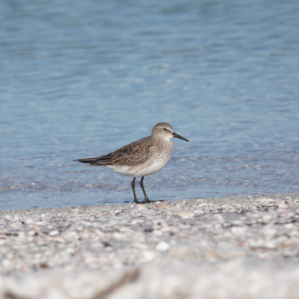 Бонапартов песочник - ML646149267