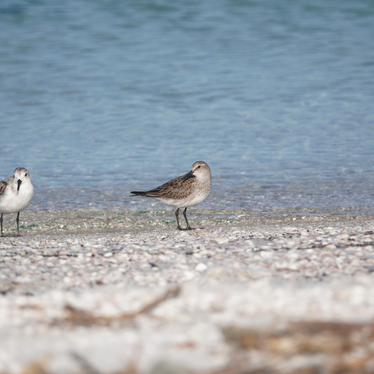 Бонапартов песочник - ML646149268