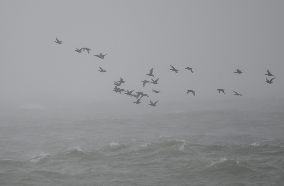 amerikasvartand - ML646149270