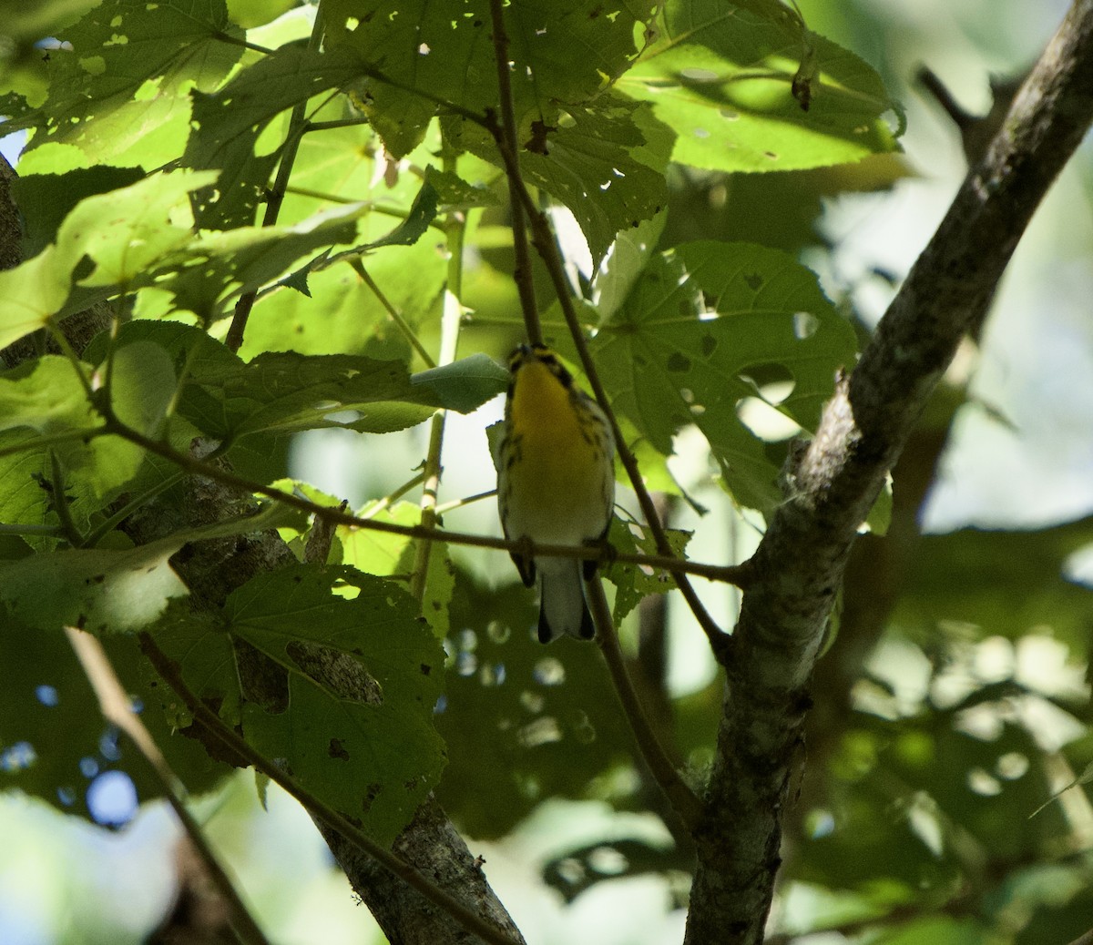 Reinita Gorjinaranja - ML646149276