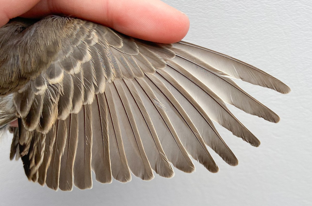 House Finch - ML646149278