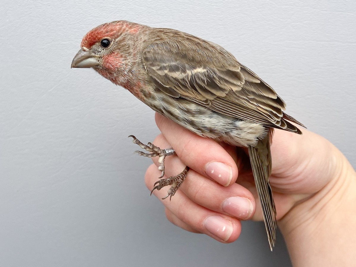 House Finch - ML646149279