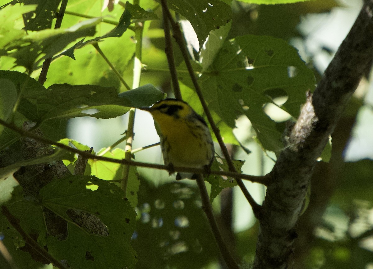 Reinita Gorjinaranja - ML646149280