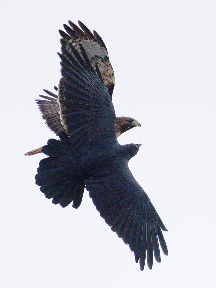 Red-tailed Hawk - ML646149283