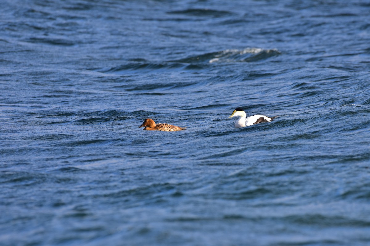 Common Eider - ML646149288