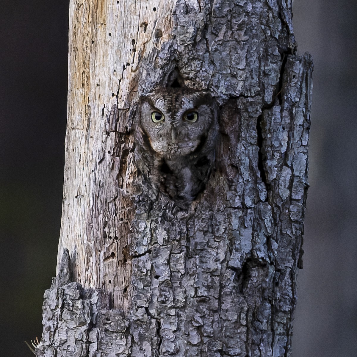 Eastern Screech-Owl - ML646149289