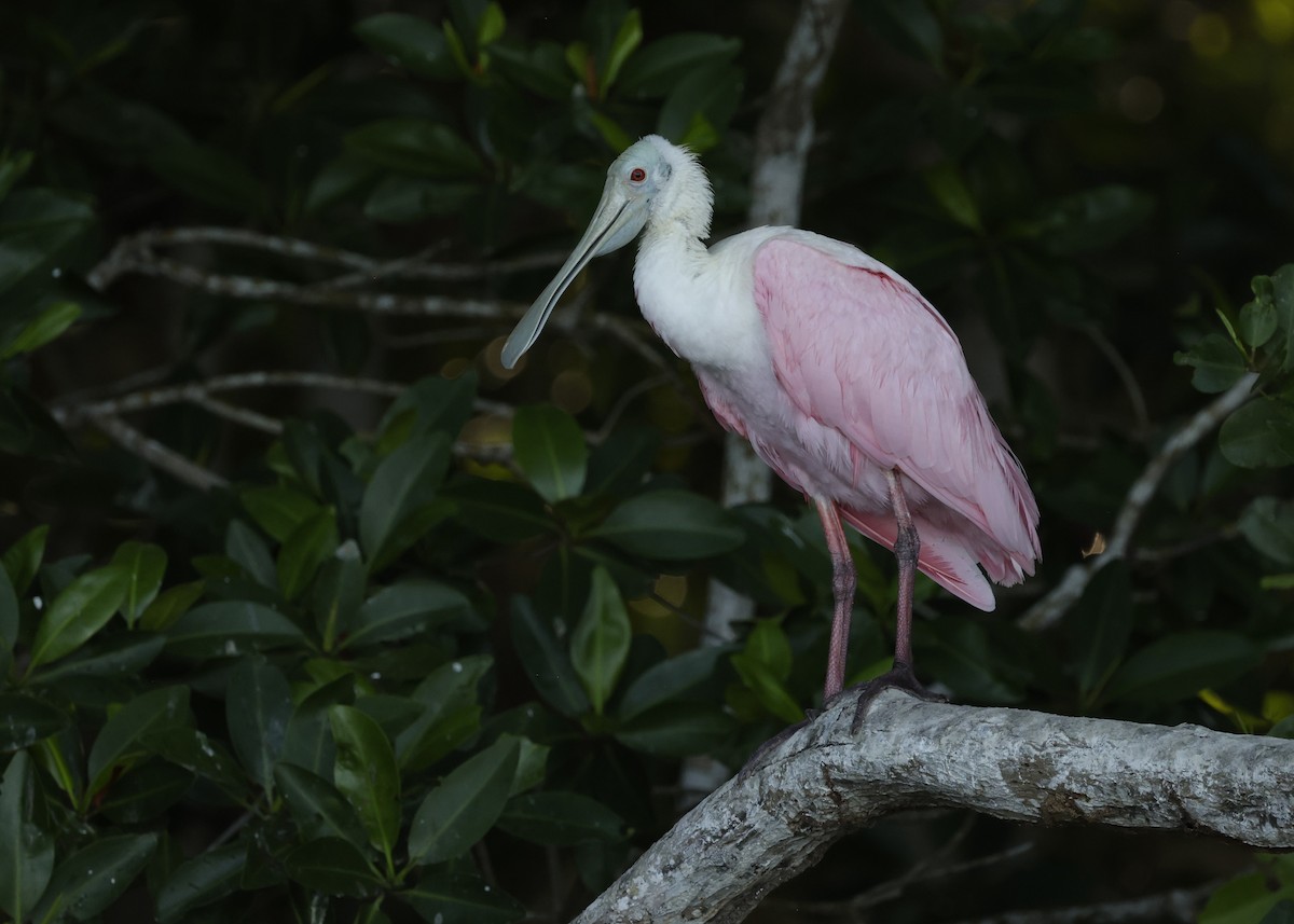 Roseate Spoonbill - ML646149290
