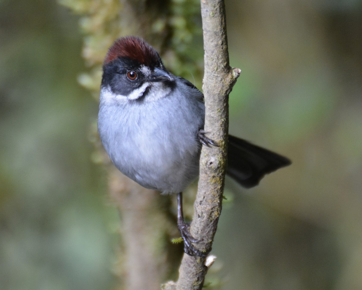 Northern Slaty Brushfinch - ML646149301