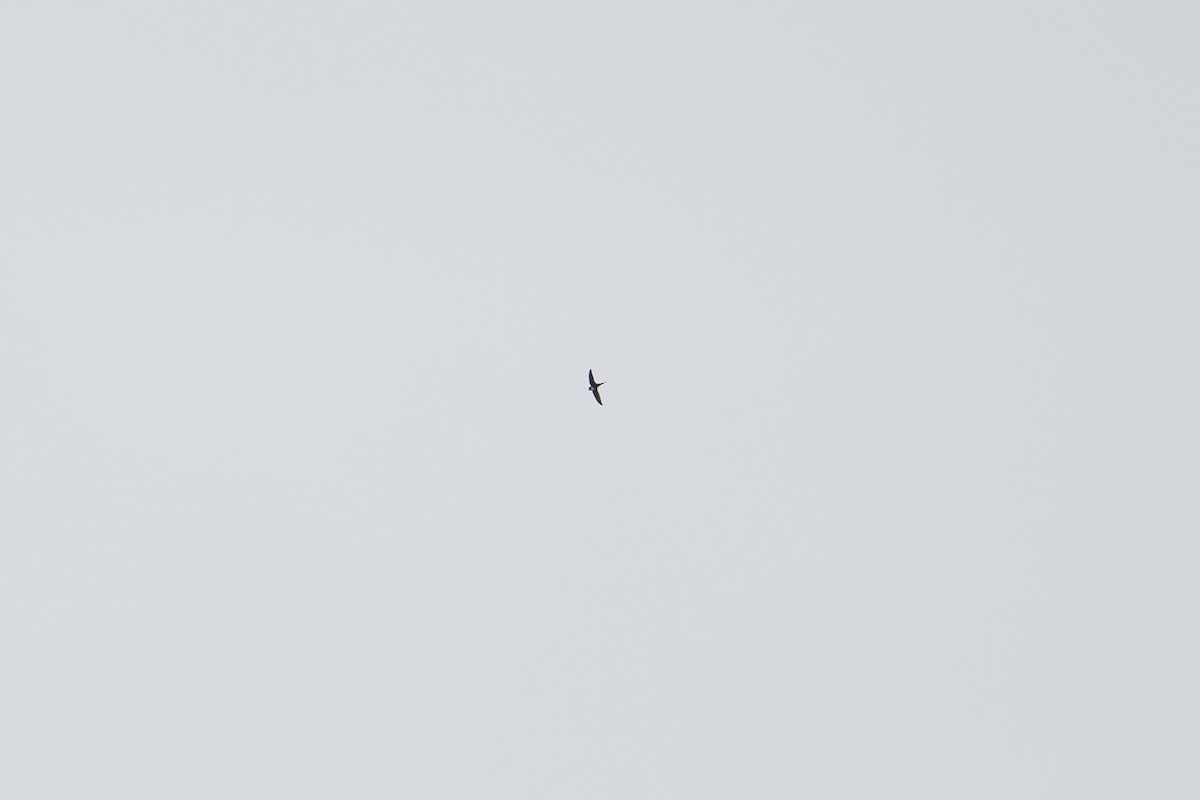 Lesser Swallow-tailed Swift - ML646149306