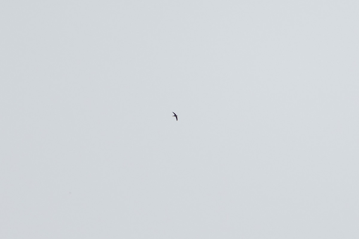 Lesser Swallow-tailed Swift - ML646149307