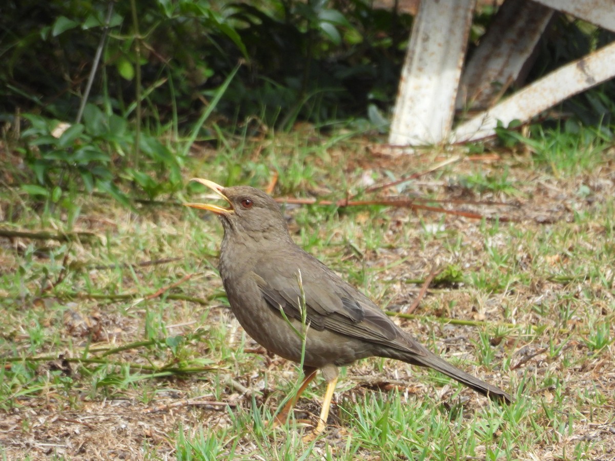 Chiguanco Thrush - ML646149318