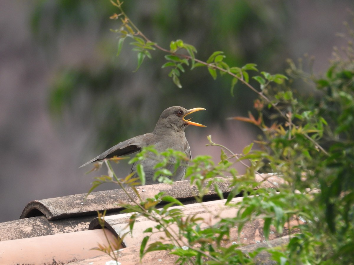 Chiguanco Thrush - ML646149319