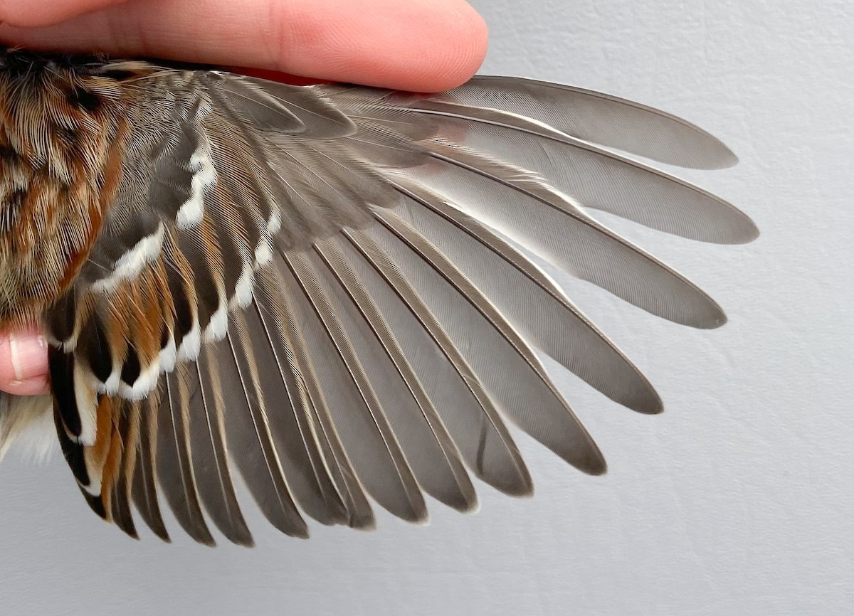 American Tree Sparrow - ML646149322