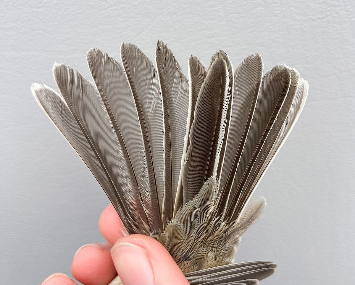 American Tree Sparrow - ML646149324