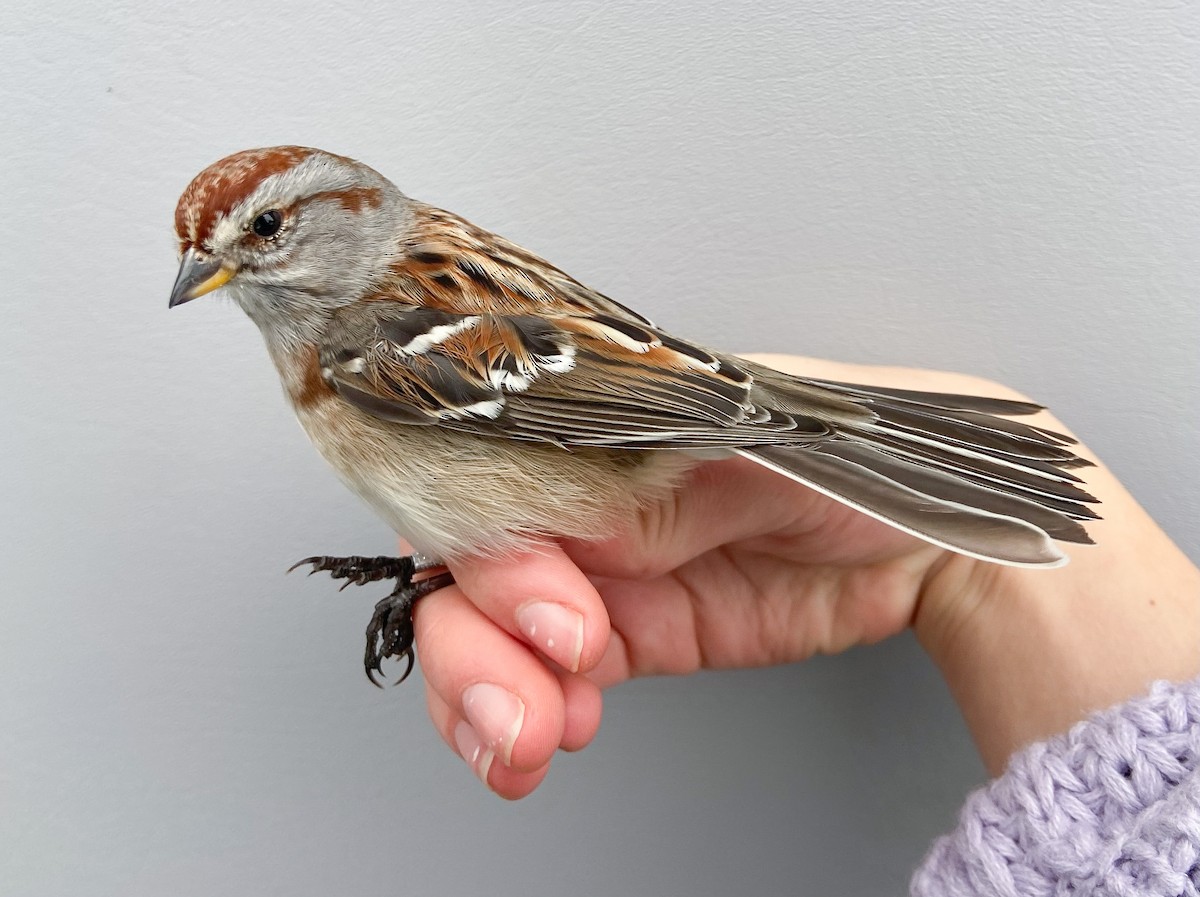 American Tree Sparrow - ML646149325