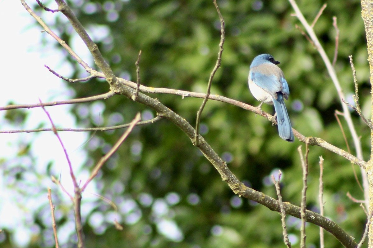 California Scrub-Jay - ML646149326