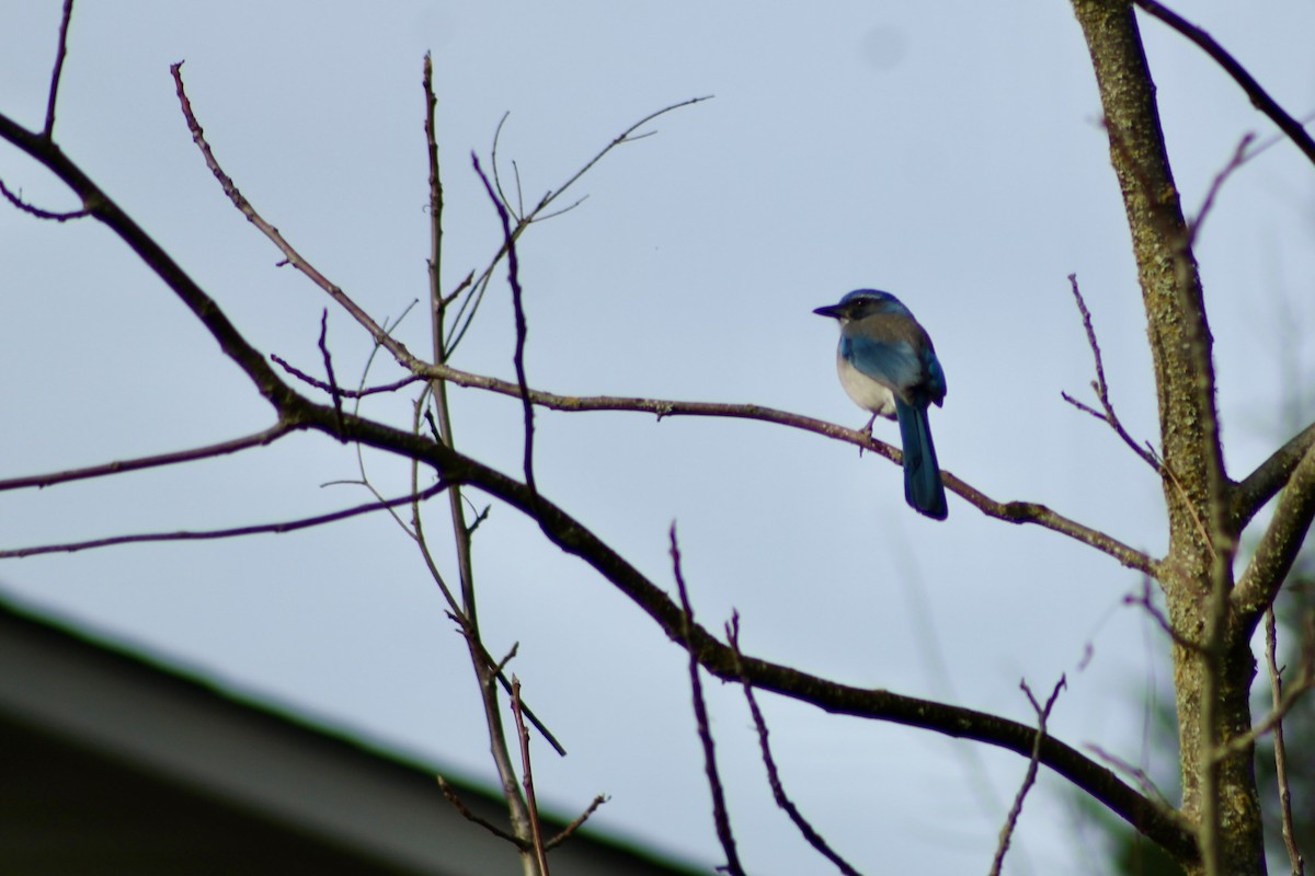 California Scrub-Jay - ML646149327