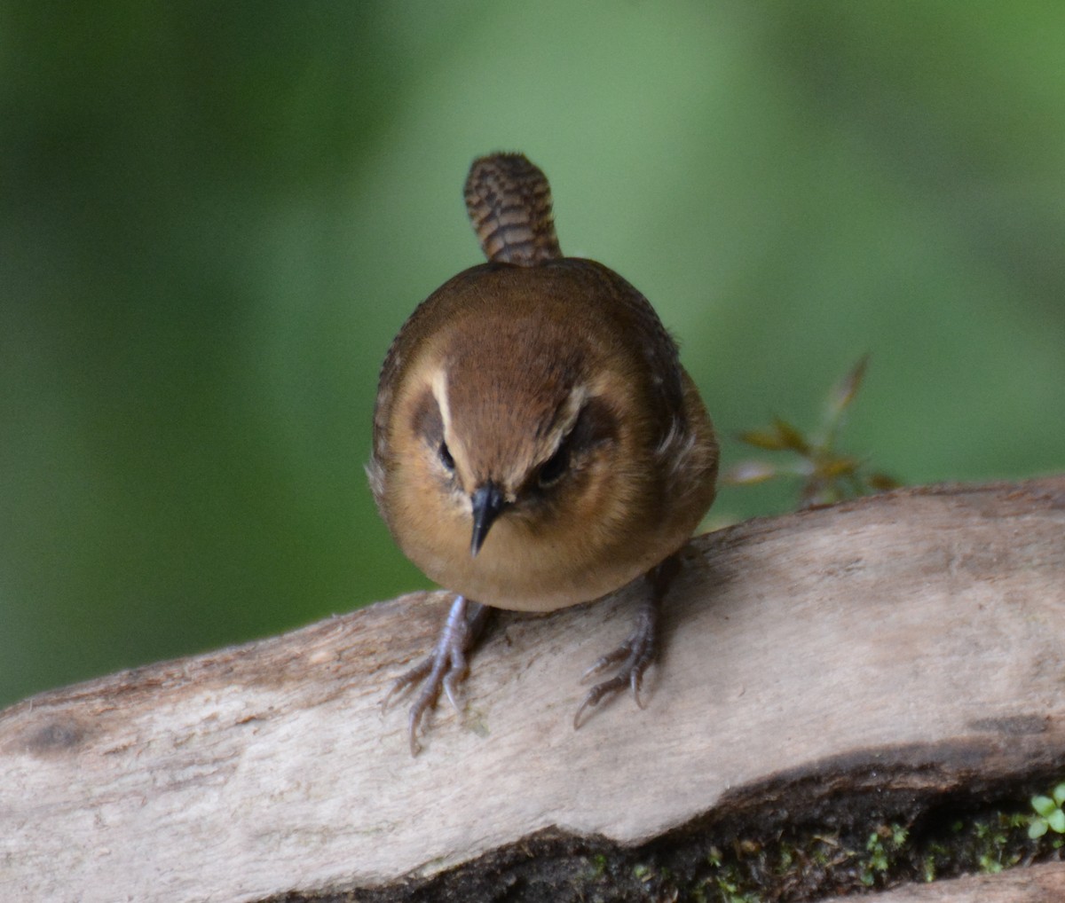 Mountain Wren - ML646149331