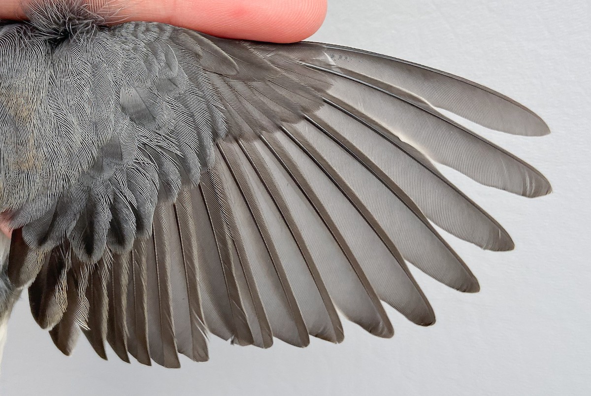 Dark-eyed Junco (Slate-colored) - ML646149334
