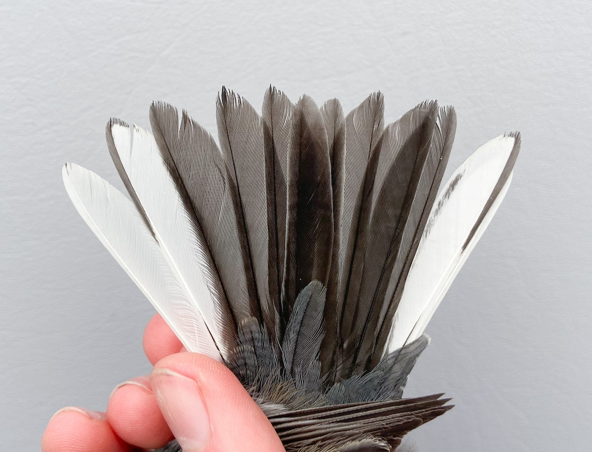 Dark-eyed Junco (Slate-colored) - ML646149335