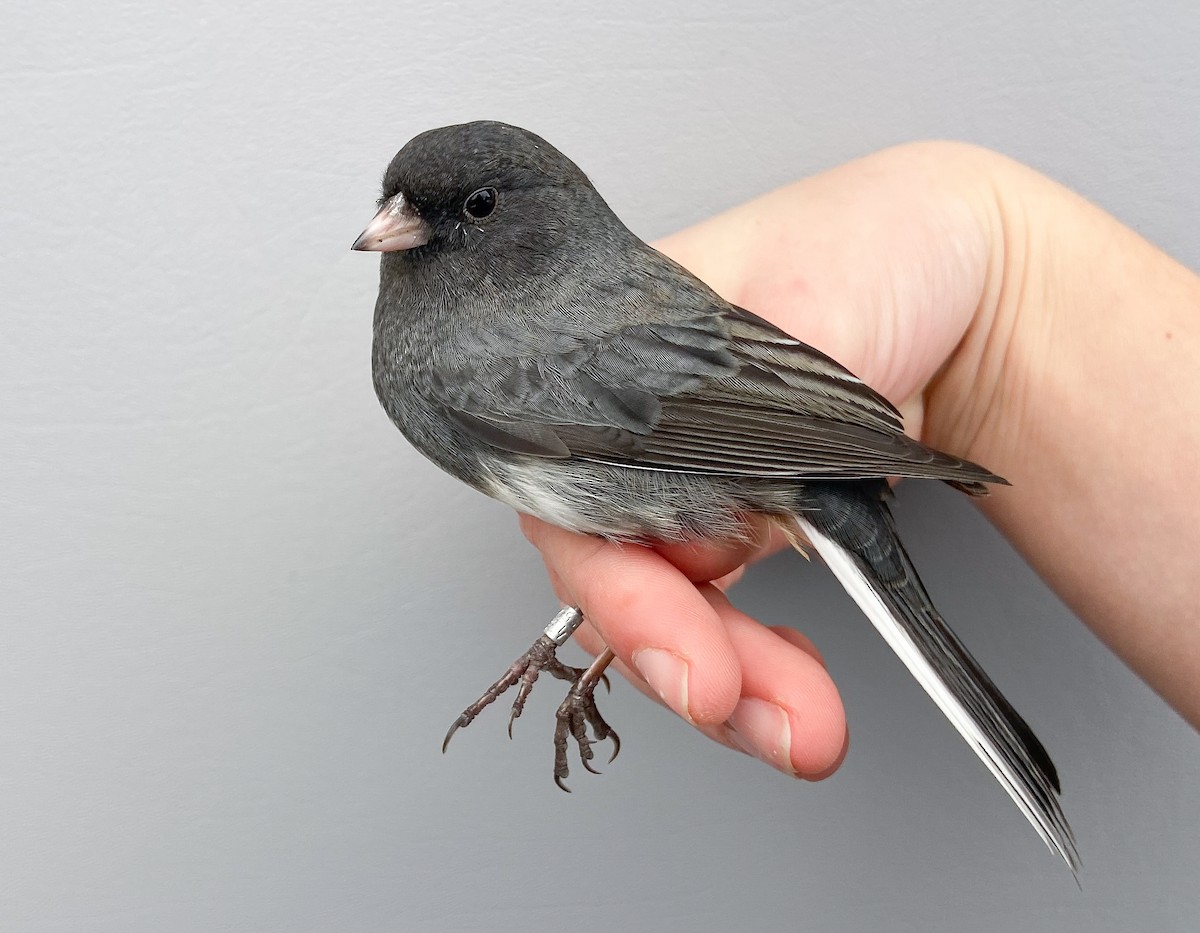 Dark-eyed Junco (Slate-colored) - ML646149336