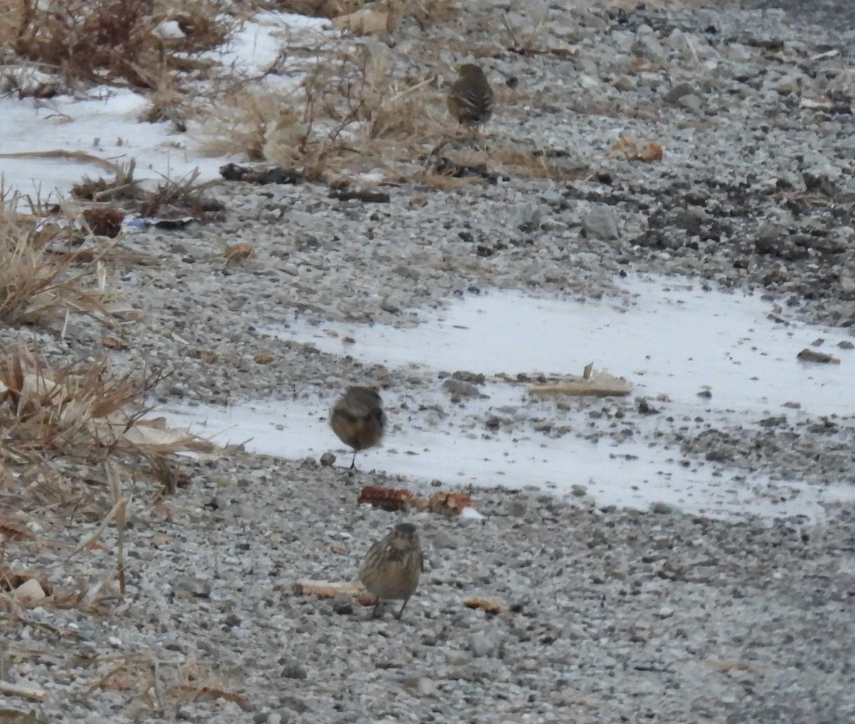 Щеврик американський - ML646149339