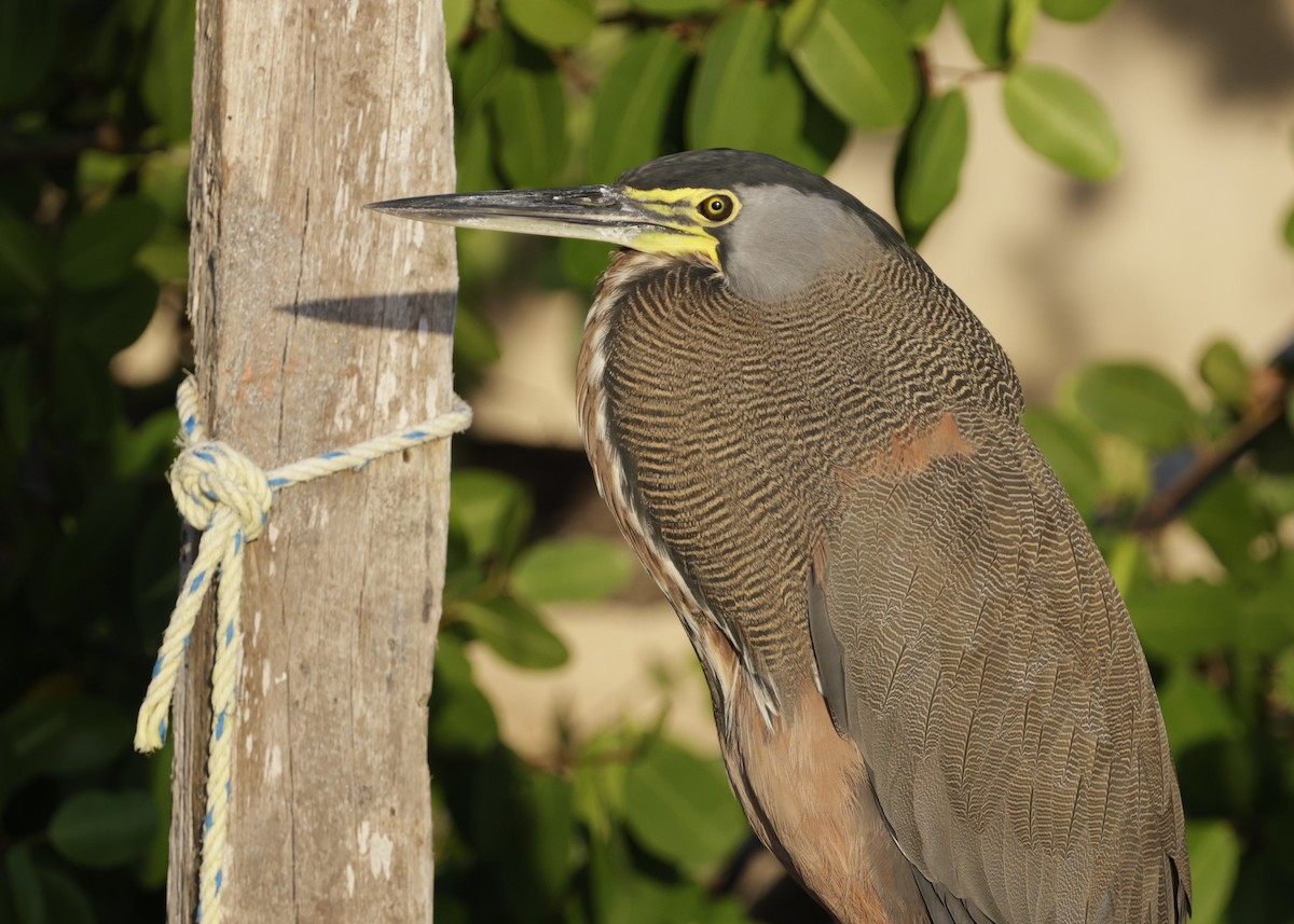 Bare-throated Tiger-Heron - ML646149341