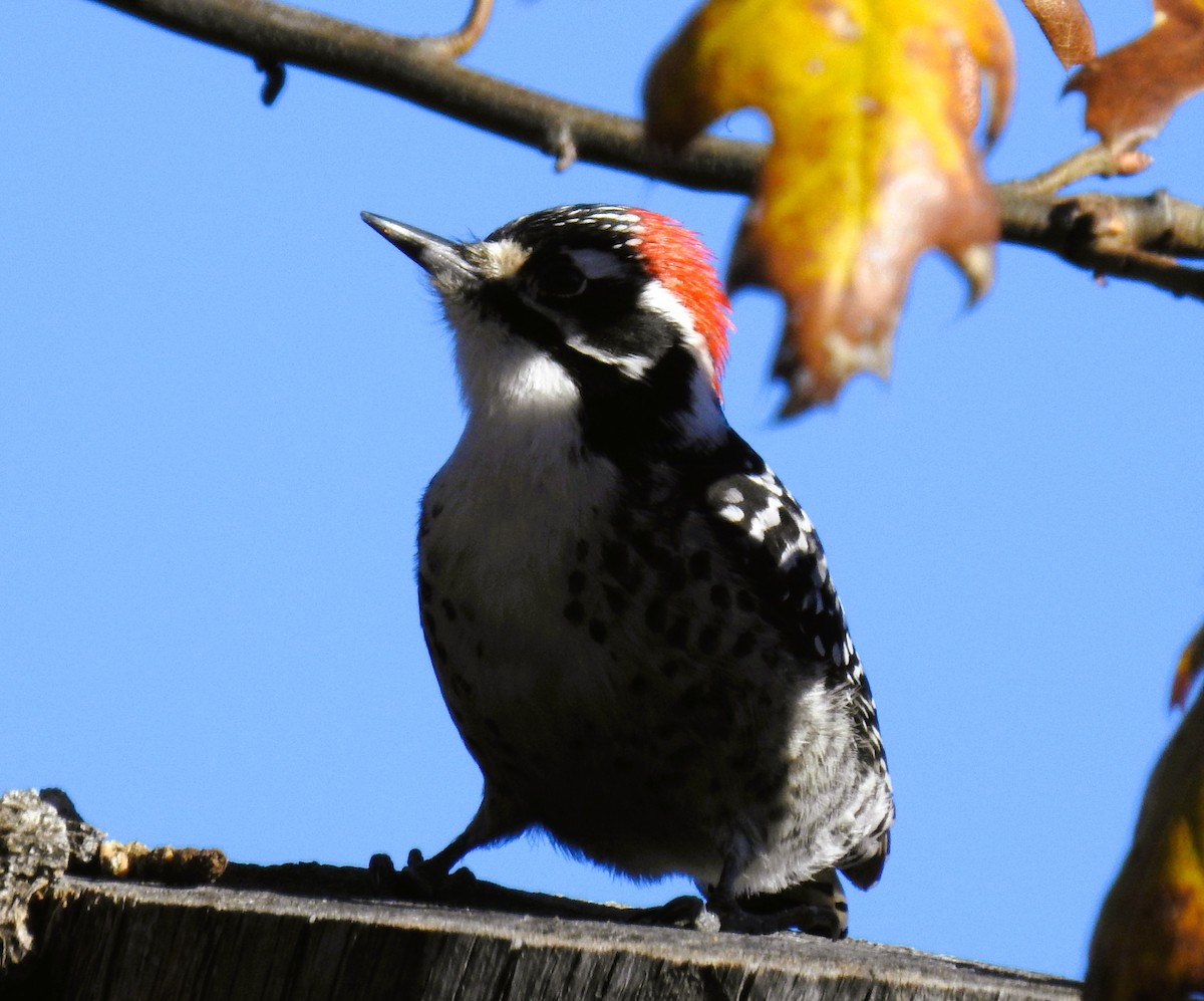 Nuttall's Woodpecker - ML646149344