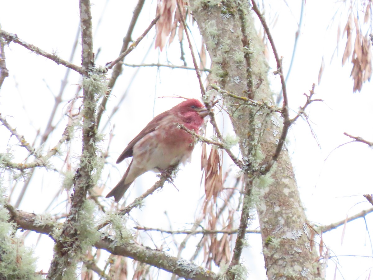 Purple Finch - ML646149345
