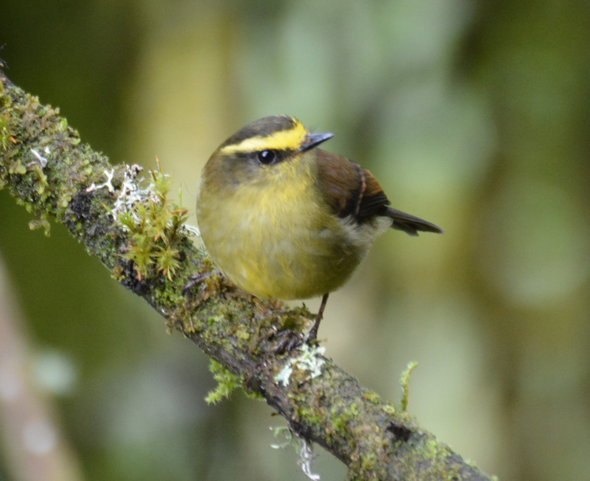 Yellow-bellied Chat-Tyrant - ML646149348