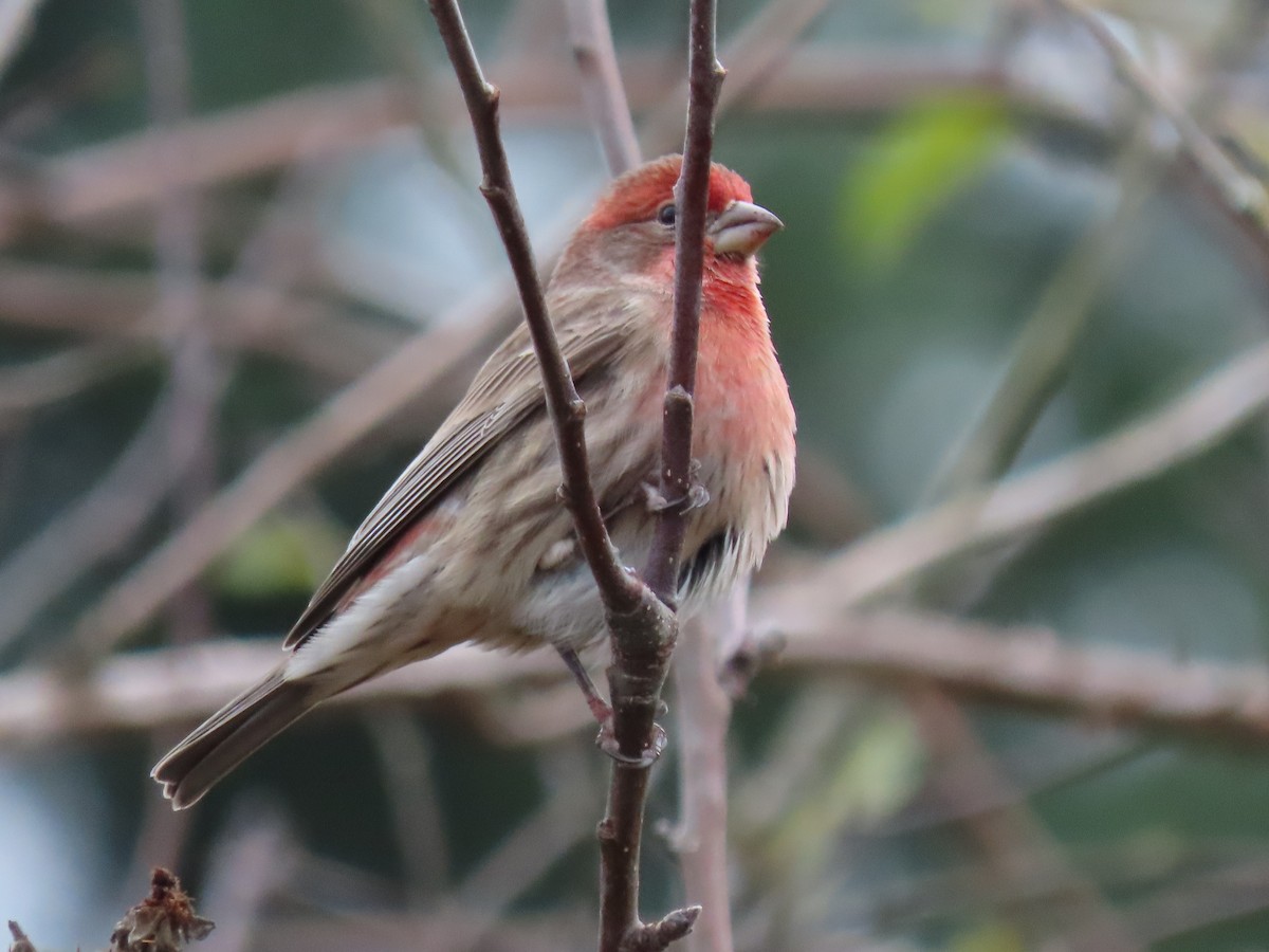 House Finch - ML646149351