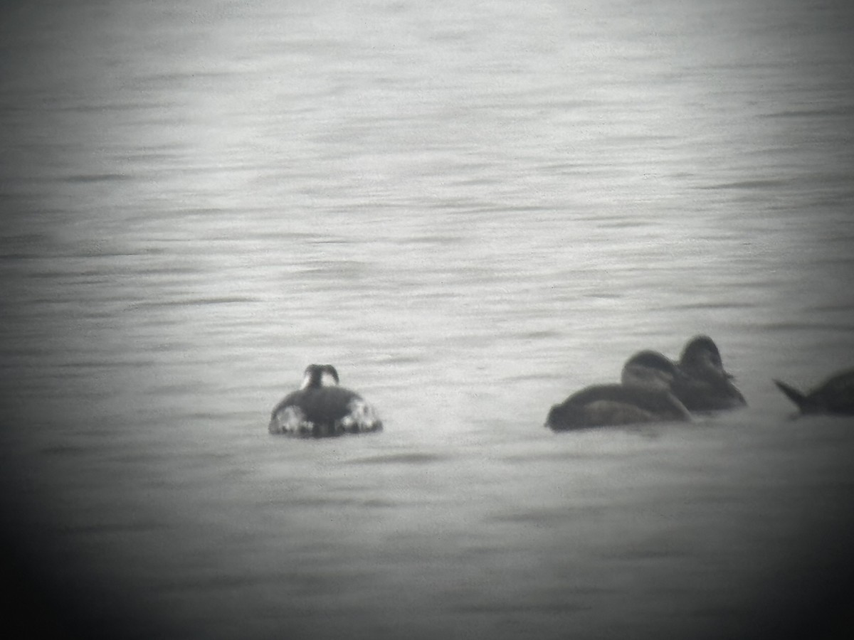 Horned Grebe - ML646149352