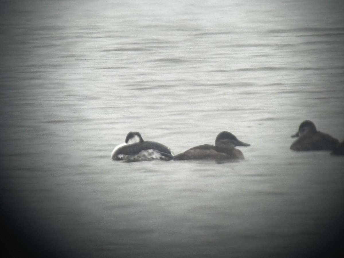 Horned Grebe - ML646149353