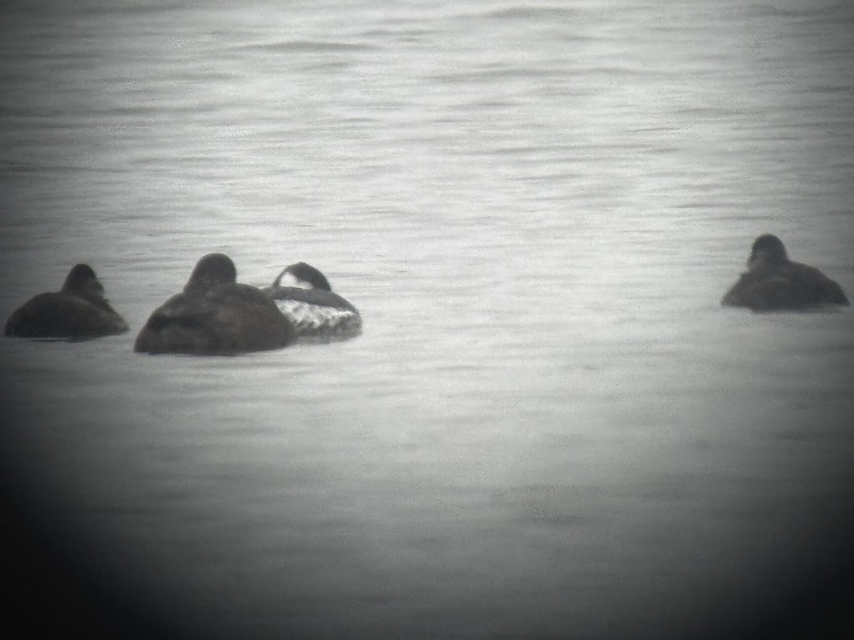 Horned Grebe - ML646149354