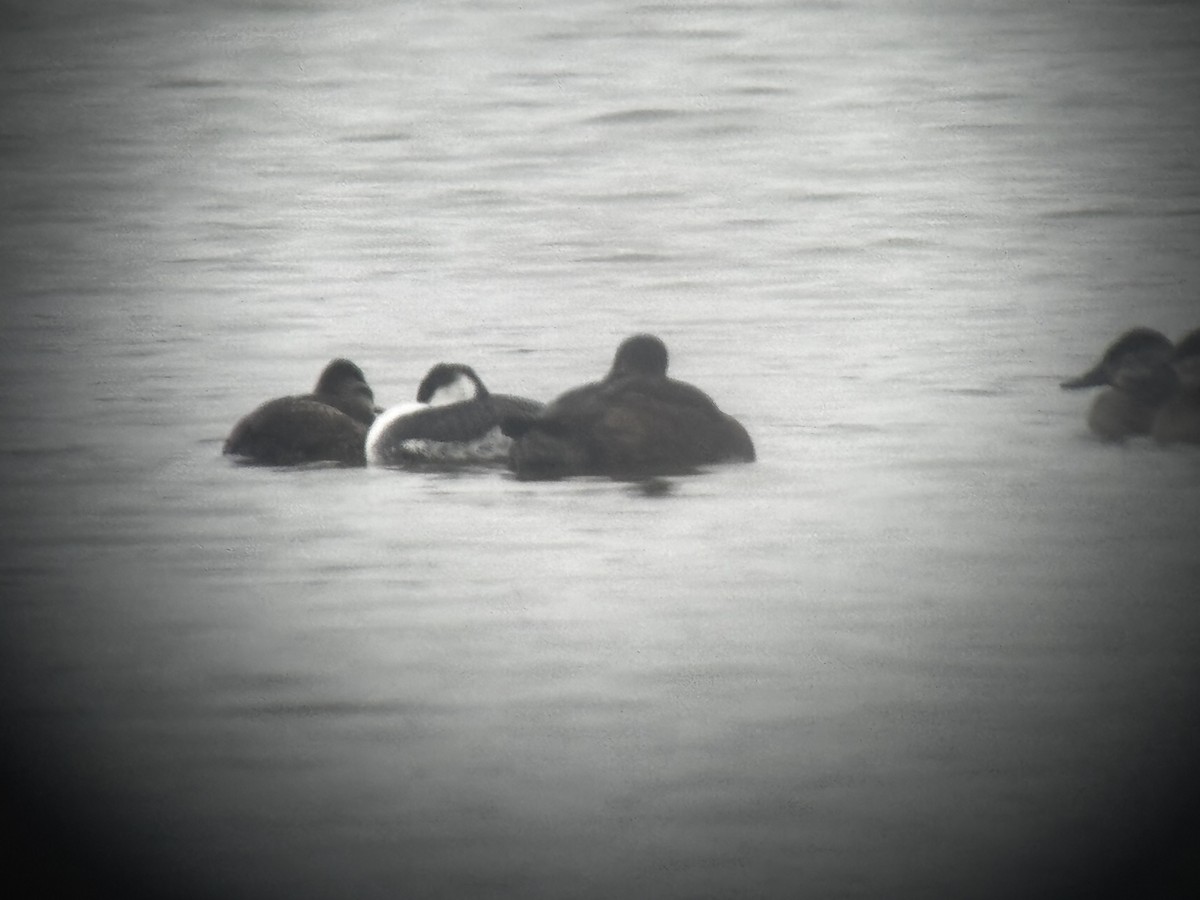 Horned Grebe - ML646149355