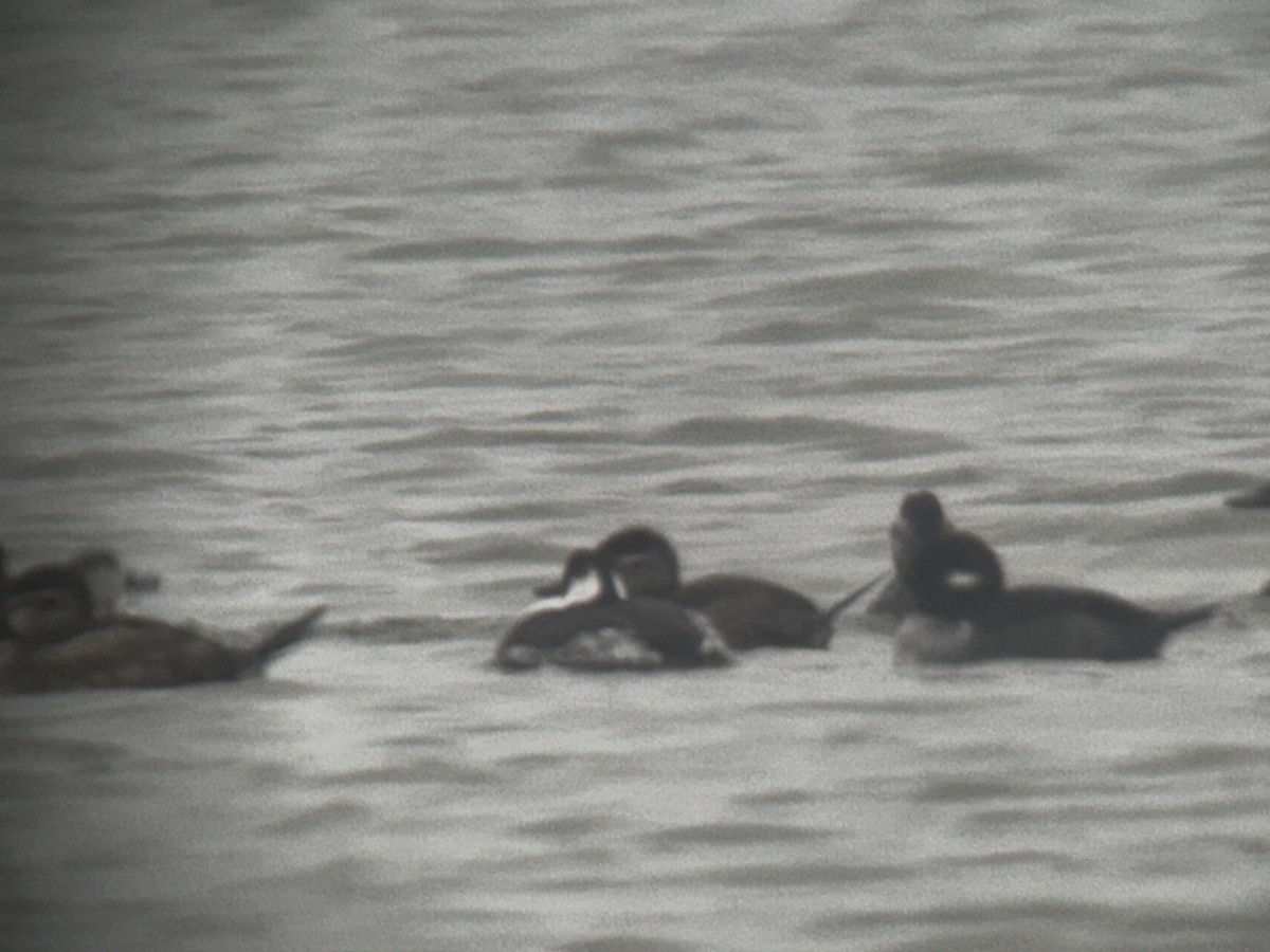 Horned Grebe - ML646149356