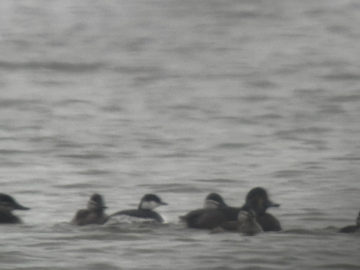 Horned Grebe - ML646149357