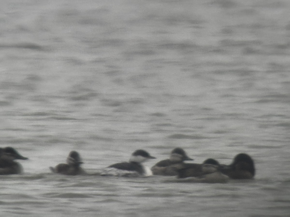 Horned Grebe - ML646149358