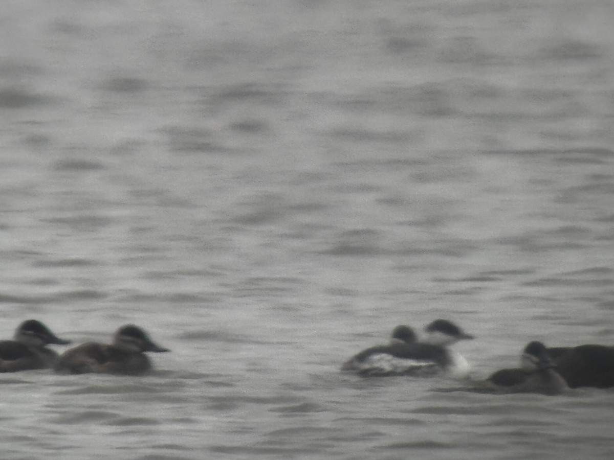 Horned Grebe - ML646149359