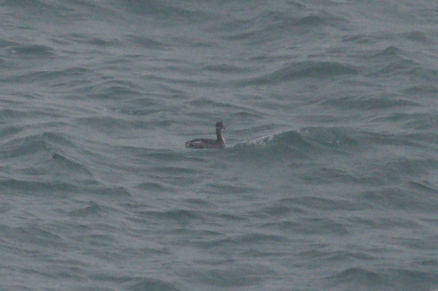 Пірникоза сірощока - ML646149360