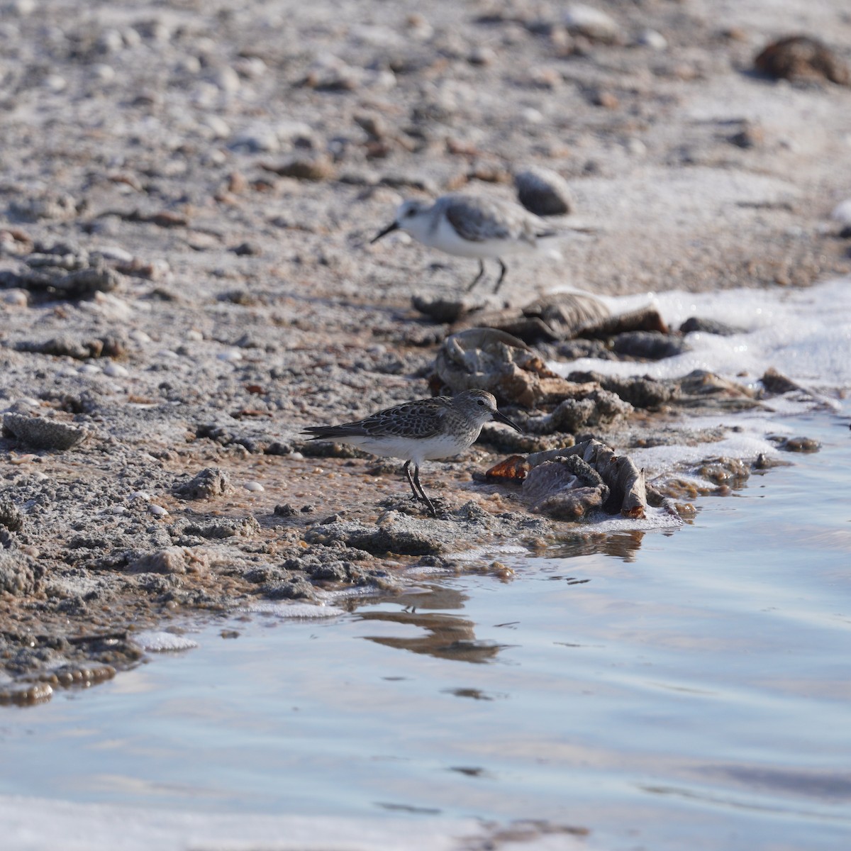 Бонапартов песочник - ML646149364