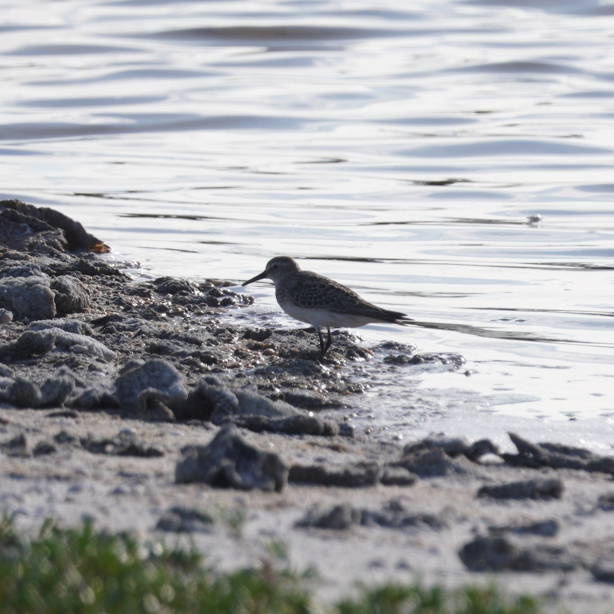 Бонапартов песочник - ML646149366