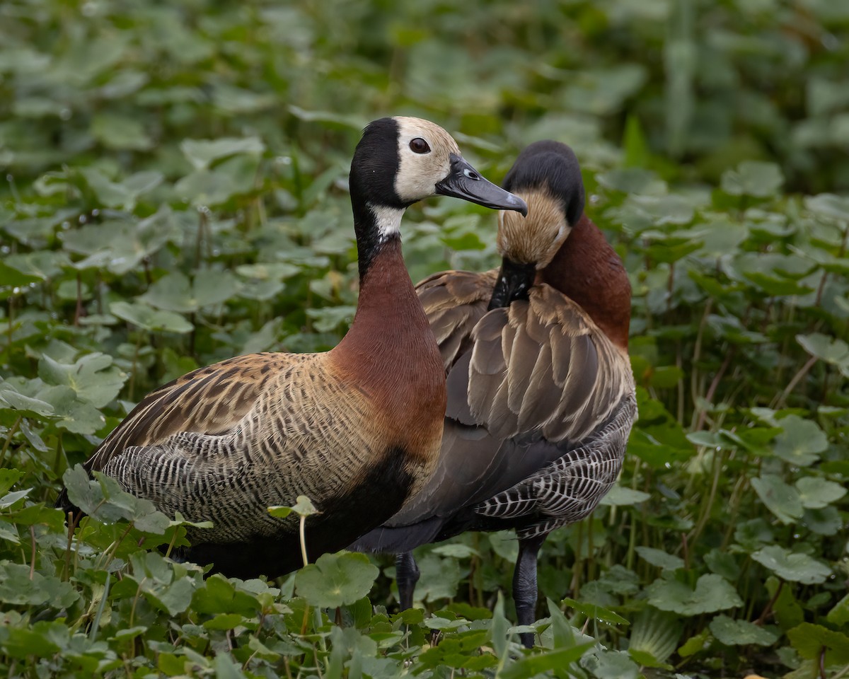 White-faced Whistling-Duck - ML646149375
