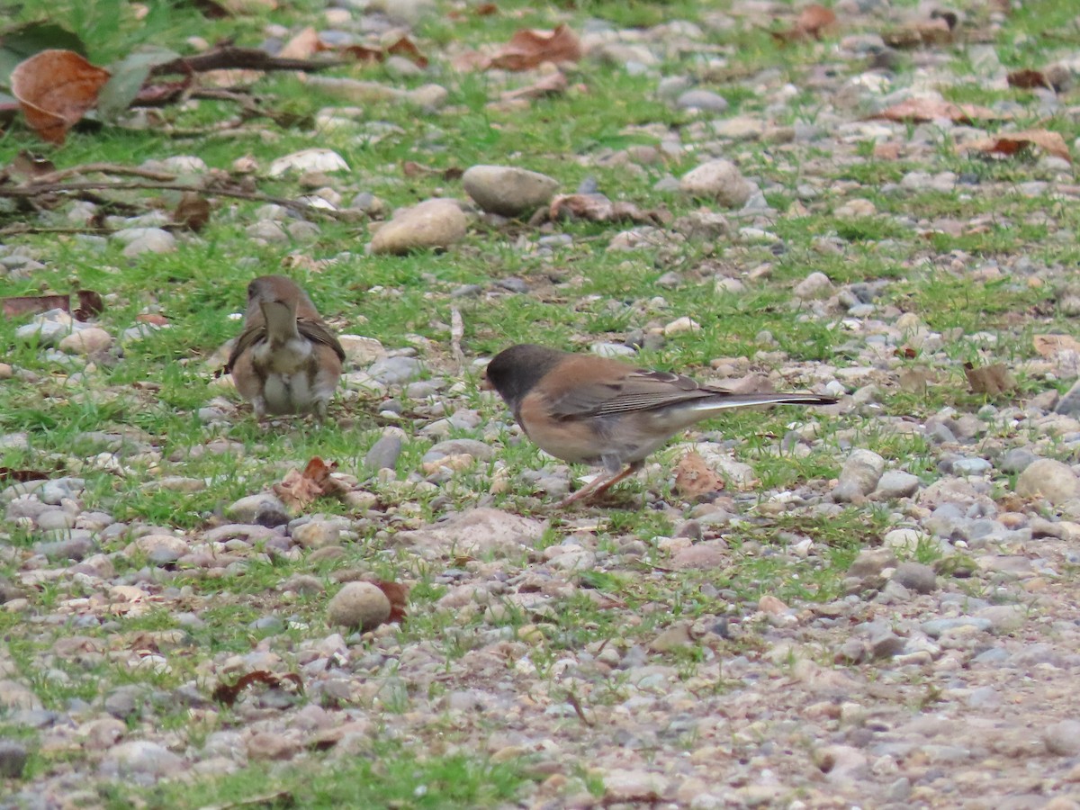 Dark-eyed Junco - ML646149376