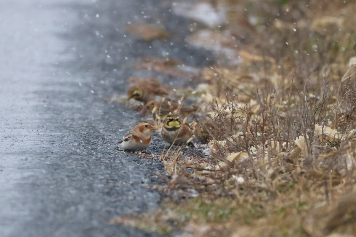 Schneeammer - ML646149378